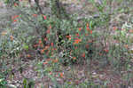 Scarlet calamint